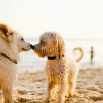 Shopping for Pets: The Best Products for Your Furry Friends