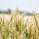 Regenerative Agriculture and the Future of Sustainable Fabrics