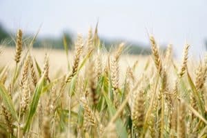 Regenerative Agriculture and the Future of Sustainable Fabrics