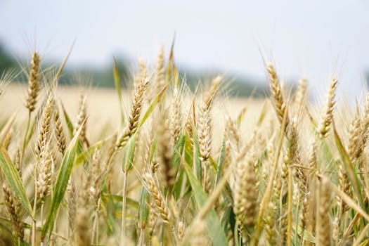 Regenerative Agriculture and the Future of Sustainable Fabrics