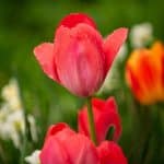 The Growing Popularity of Modular and Prefab Homes