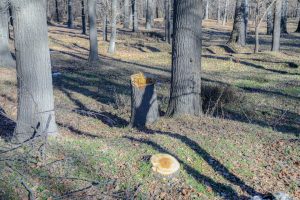 Integrating Environmental Literacy Across the Curriculum