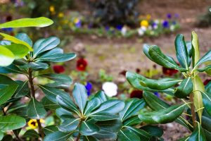 Sustainable Practices in Schools: Teaching by Example