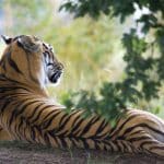 Wildlife Encounters on Safari Vacations