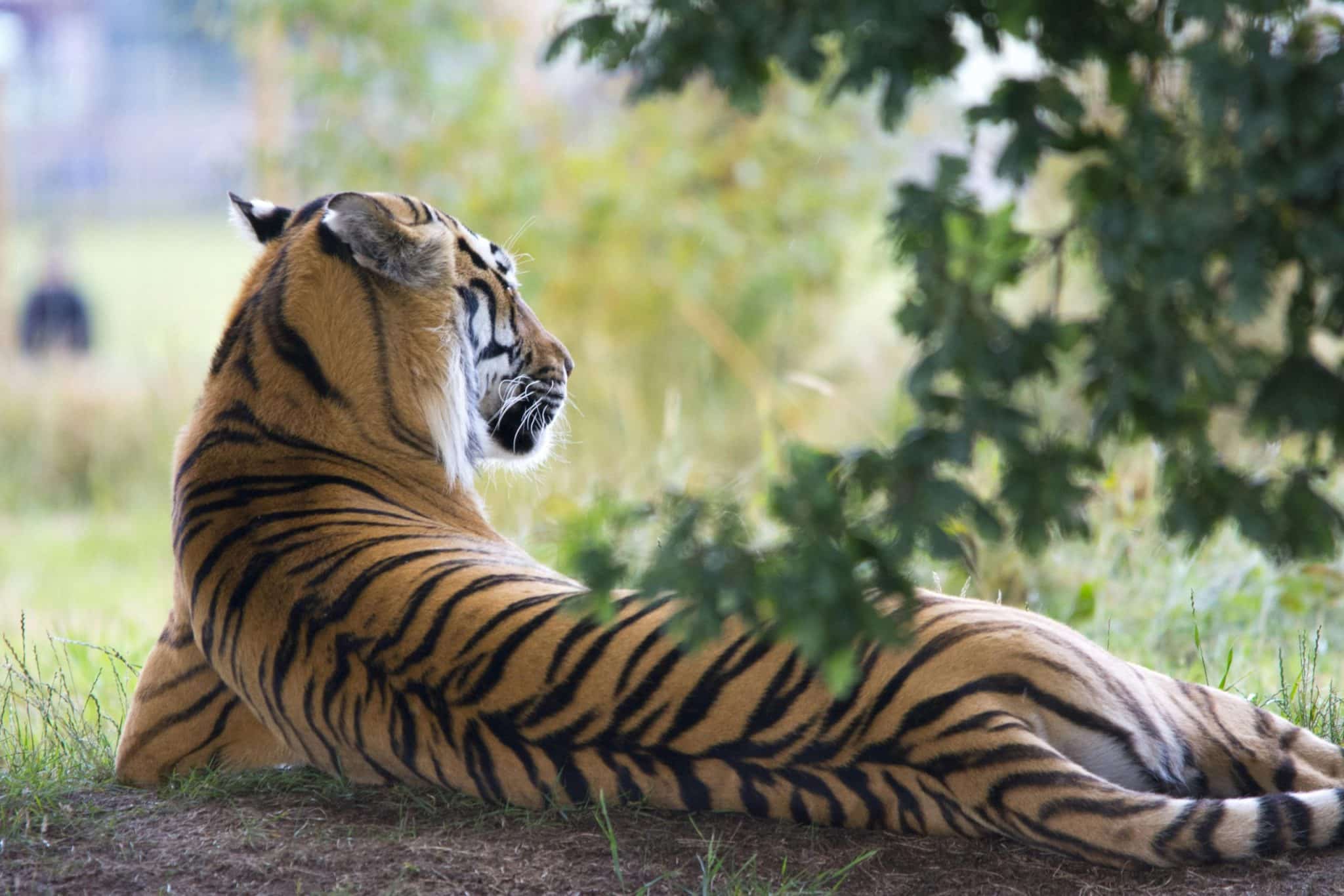 Wildlife Encounters on Safari Vacations